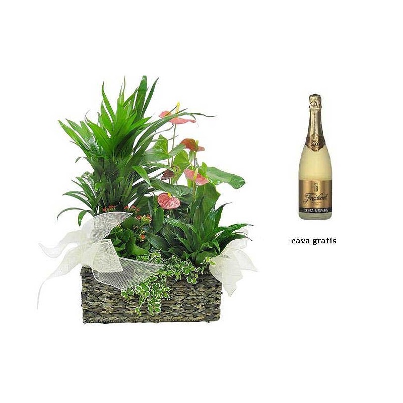 Cesta de plantas y cava