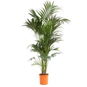 Kentia